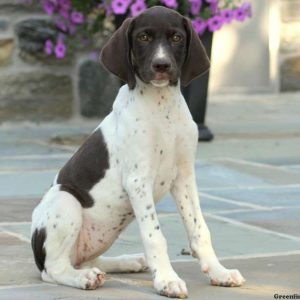 Tasha, German Shorthaired Pointer Puppy