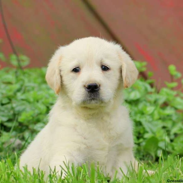 Tate, Labradoodle-Miniature Puppy