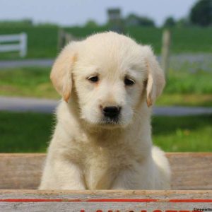 Tate, Labradoodle-Miniature Puppy