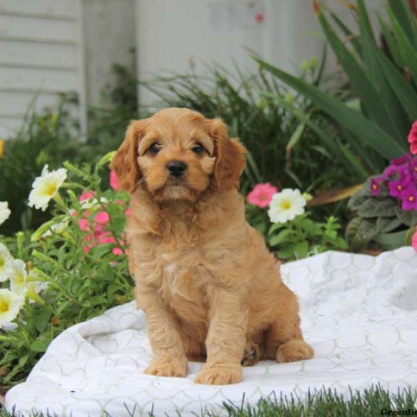 Taylor, Cavapoo Puppy