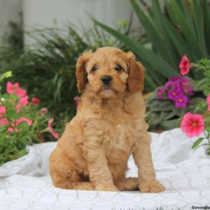 Taylor, Cavapoo Puppy