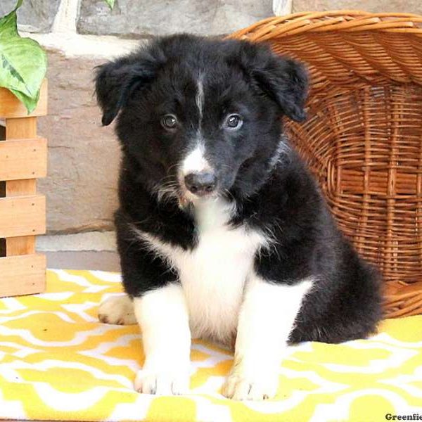 Ted, Border Collie Puppy