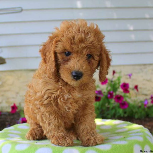 Ted, Goldendoodle-Miniature Puppy