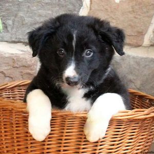 Ted, Border Collie Puppy