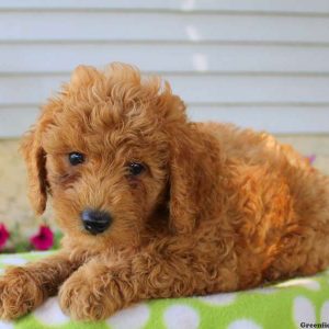 Ted, Goldendoodle-Miniature Puppy