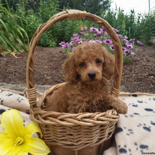 Teddy, Miniature Poodle Puppy