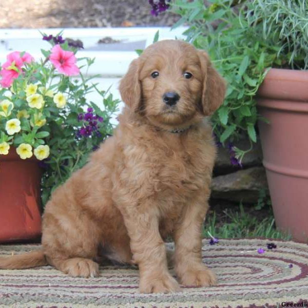 Teddy, Goldendoodle Puppy