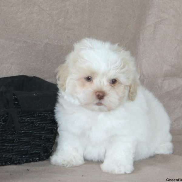 Teddy, Shichon / Teddy Bear Puppy