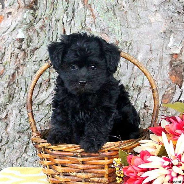 Teddy, Yorkie-Poo Puppy