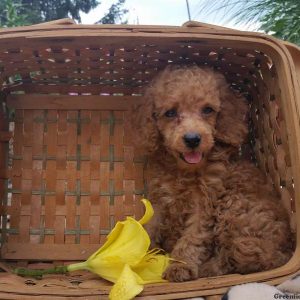 Teddy, Miniature Poodle Puppy