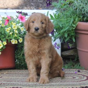 Teddy, Goldendoodle Puppy