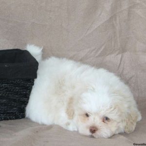 Teddy, Shichon / Teddy Bear Puppy