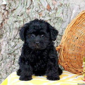 Teddy, Yorkie-Poo Puppy