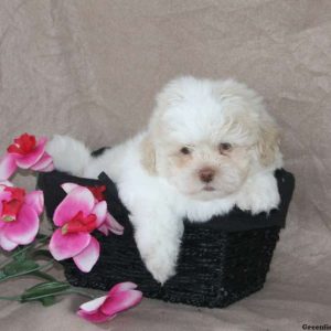 Teddy, Shichon / Teddy Bear Puppy