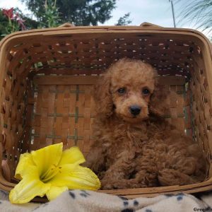 Teddy, Miniature Poodle Puppy