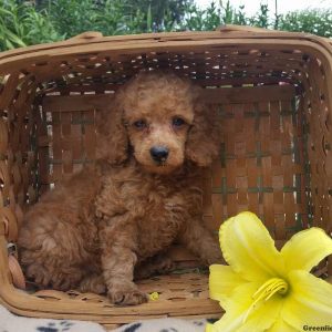 Teddy, Miniature Poodle Puppy