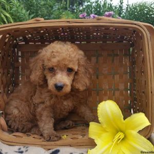 Teddy, Miniature Poodle Puppy