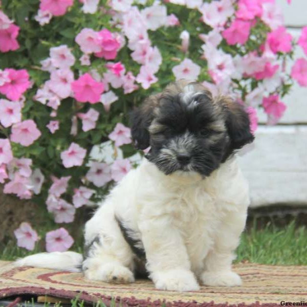 Teresa, Shih Tzu Mix Puppy