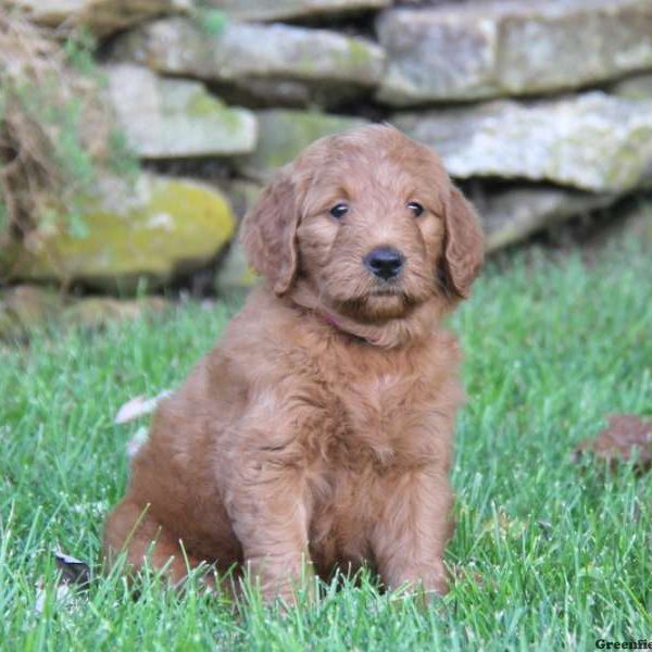 Teresa, Goldendoodle Puppy