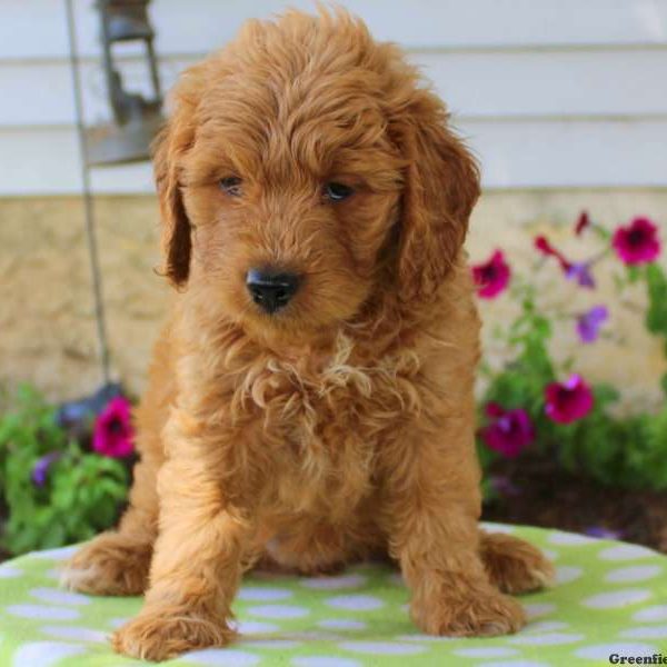 Teresa, Goldendoodle-Miniature Puppy