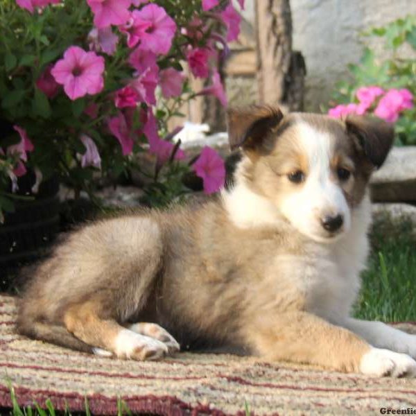 Teresa, Shetland Sheepdog Puppy