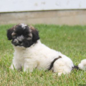 Teresa, Shih Tzu Mix Puppy