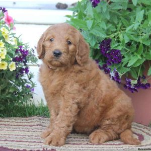 Teresa, Goldendoodle Puppy