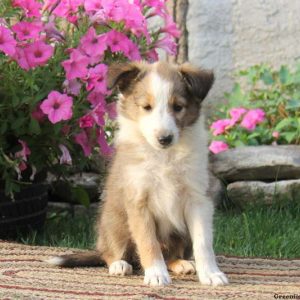 Teresa, Shetland Sheepdog Puppy