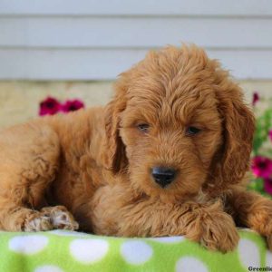 Teresa, Goldendoodle-Miniature Puppy