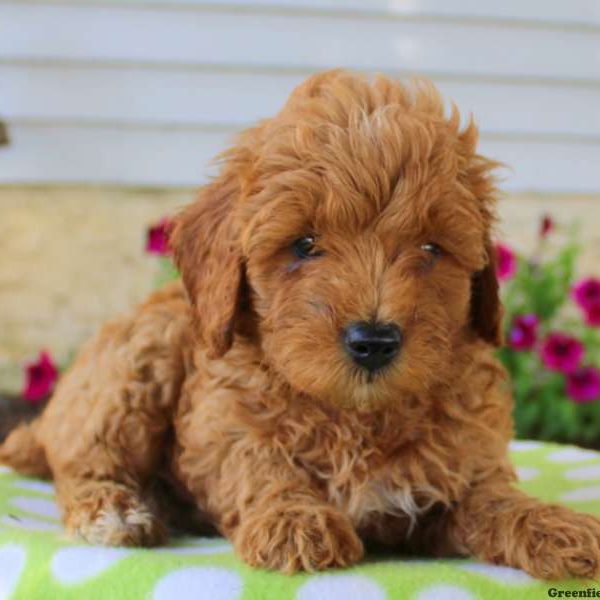 Terry, Goldendoodle-Miniature Puppy