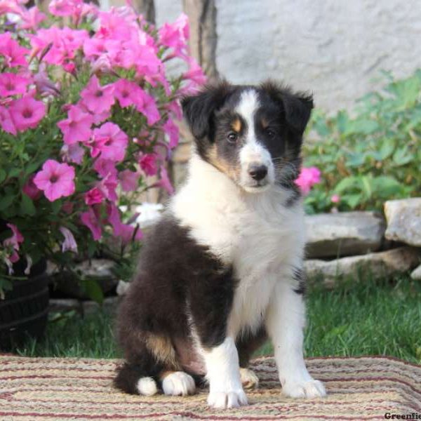 Terry, Shetland Sheepdog Puppy