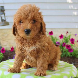 Terry, Goldendoodle-Miniature Puppy