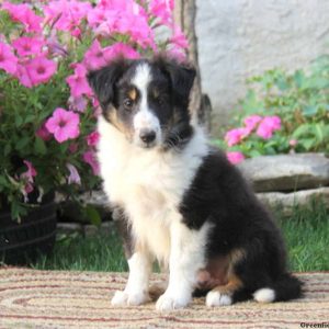 Terry, Shetland Sheepdog Puppy