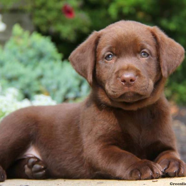 Tess, Labrador Retriever-Chocolate Puppy