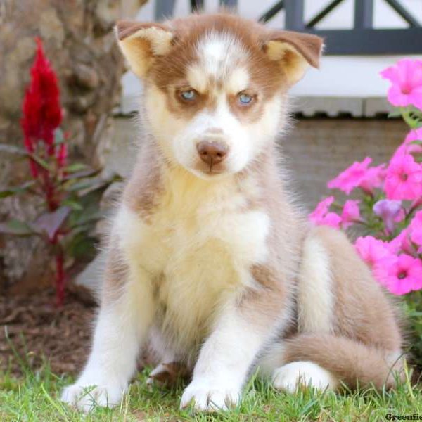 Tess, Siberian Husky Puppy