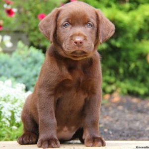 Tess, Labrador Retriever-Chocolate Puppy