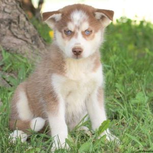 Tess, Siberian Husky Puppy