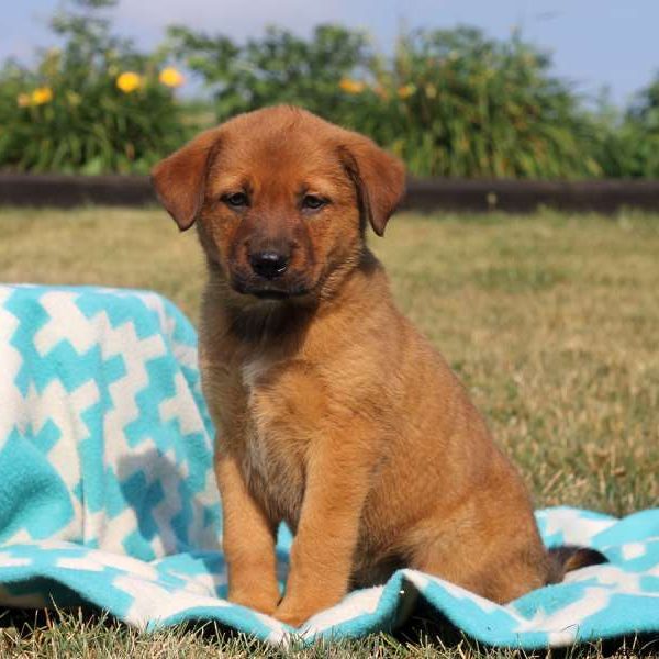 Tessa, Rottweiler Mix Puppy