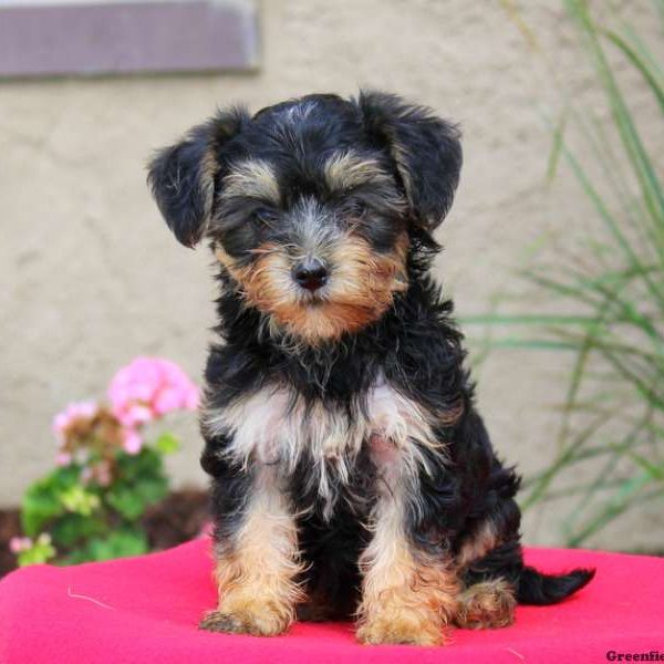 Tessa, Yorkie Mix Puppy