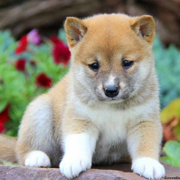 Tessa, Shiba Inu Puppy