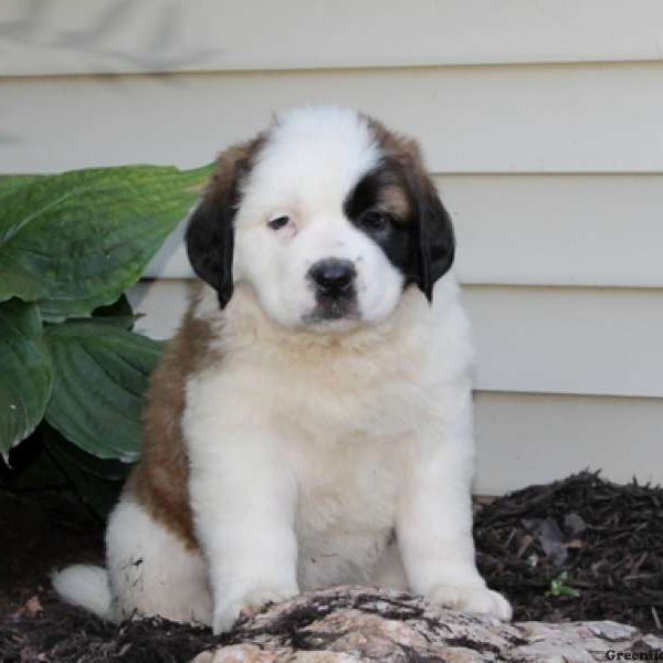 Tessa, Saint Bernard Puppy