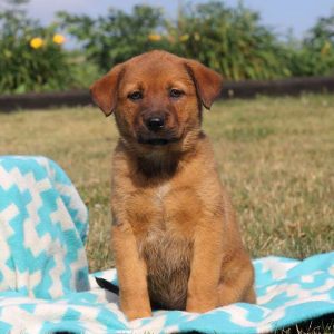 Tessa, Rottweiler Mix Puppy