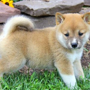 Tessa, Shiba Inu Puppy