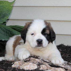 Tessa, Saint Bernard Puppy