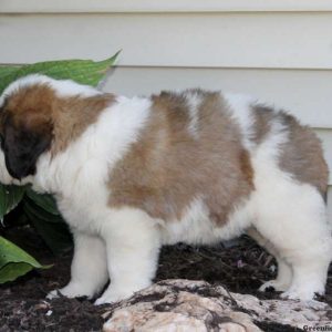 Tessa, Saint Bernard Puppy