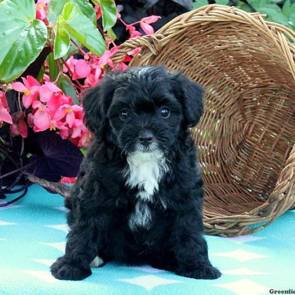 Tessie, Miniature Poodle Mix Puppy