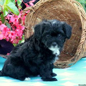 Tessie, Miniature Poodle Mix Puppy