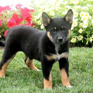 Tex, Shiba Inu Mix Puppy