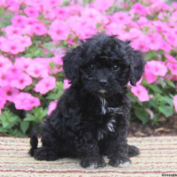 Texas, Cavapoo Puppy