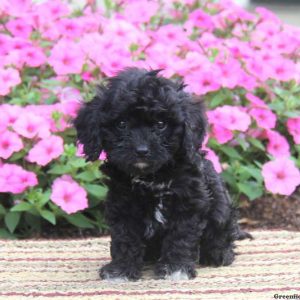 Texas, Cavapoo Puppy